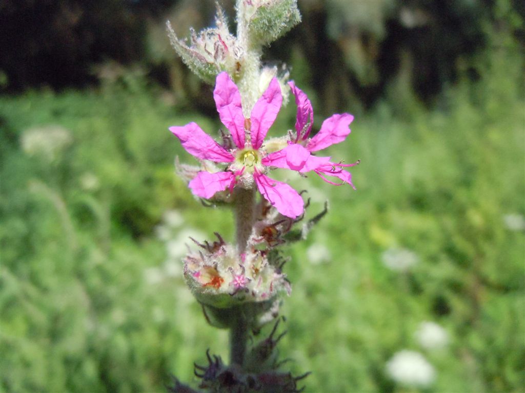 Lythrum salicaria / Salcerella comune